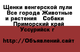 Щенки венгерской пули - Все города Животные и растения » Собаки   . Приморский край,Уссурийск г.